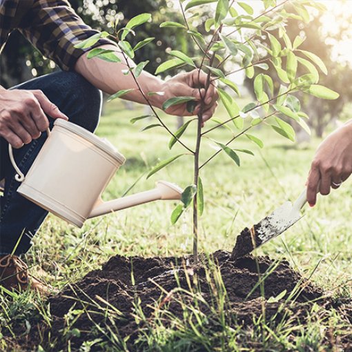 Landscape Today, Save Tomorrow