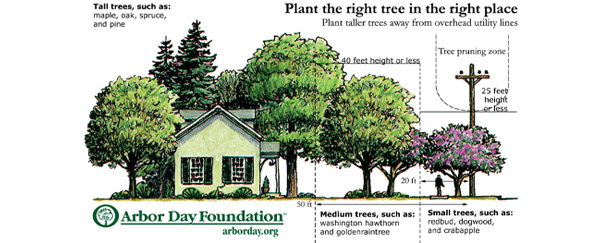 Vegetation Management is Essential to Reliable Power