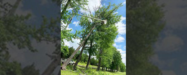 Vegetation Management Essential for Reliable Power