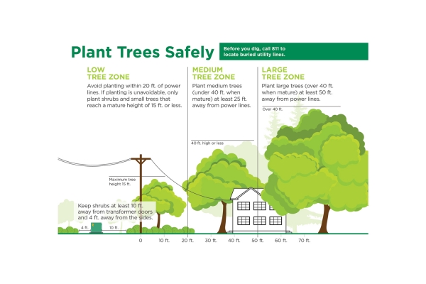Tree Planting Guide